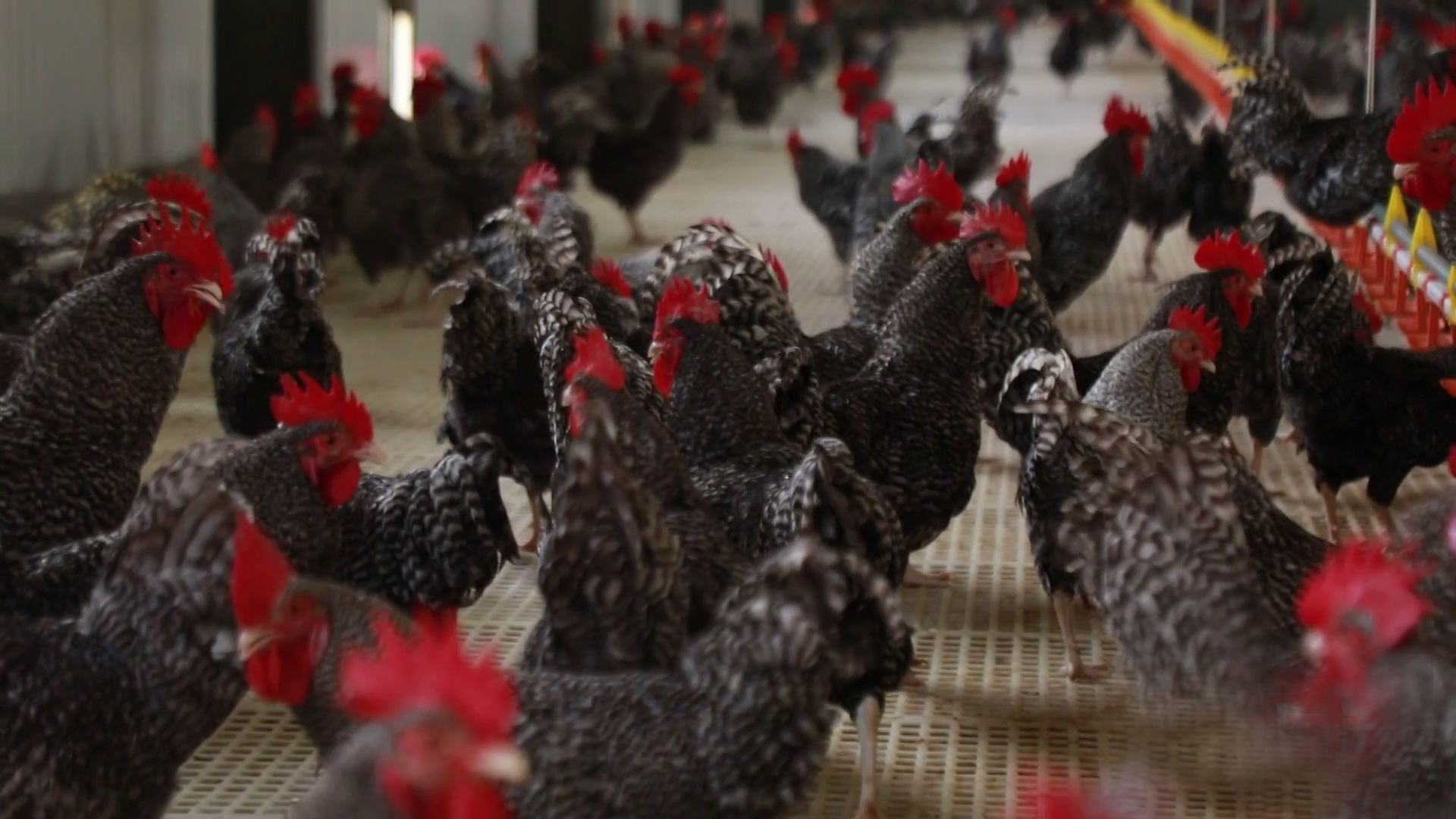 ����«�������ֳ�����ũ�� 