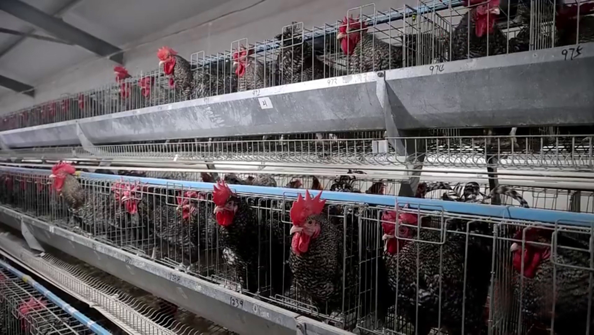 ����«�������ֳ�����ũ�� 