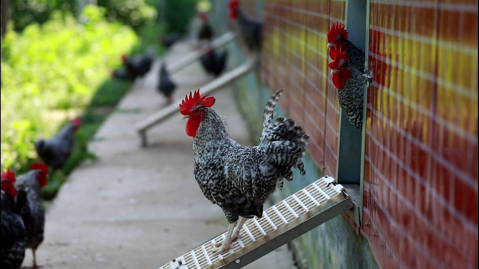 ����«�������ֳ�����ũ�� 