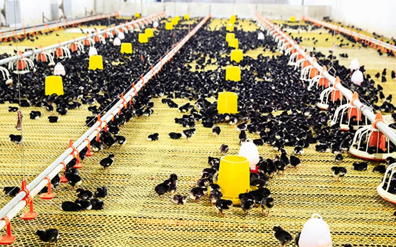 ɽ������ũ���������ɳ�